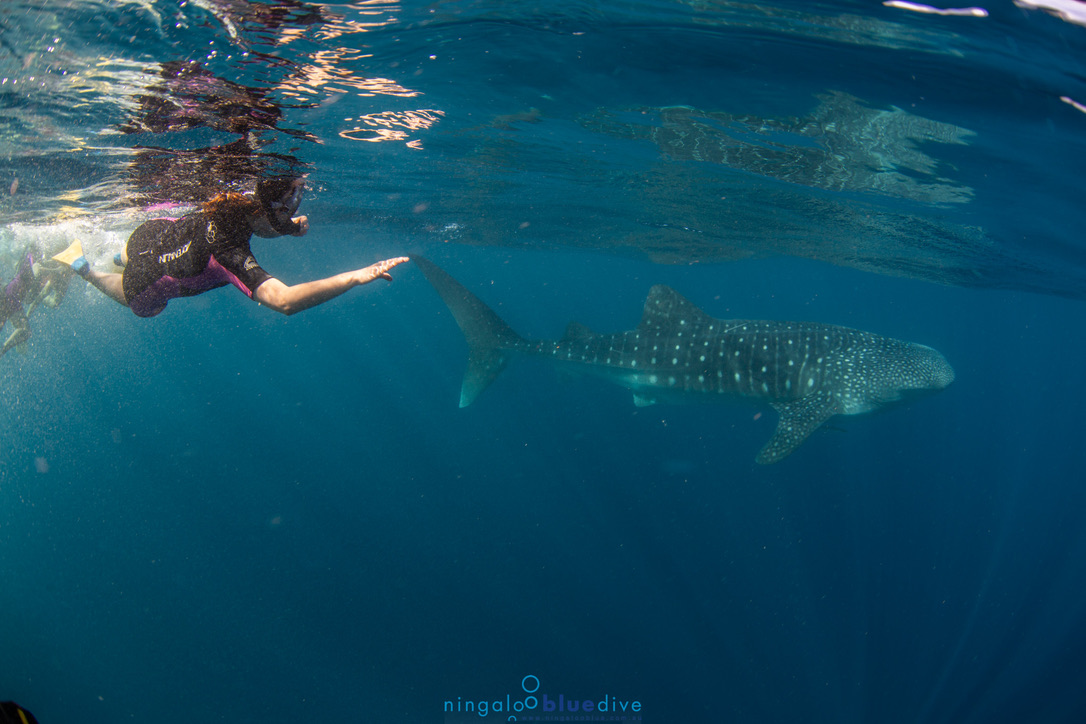 Snorkeling Activity